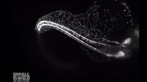 EMBRYO GROWING A CENTRAL NERVOUS SYSTEM