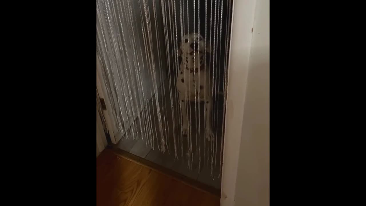 Smartest Dogs Ever! Tricks, Training & Genius Moments – Video Introduction