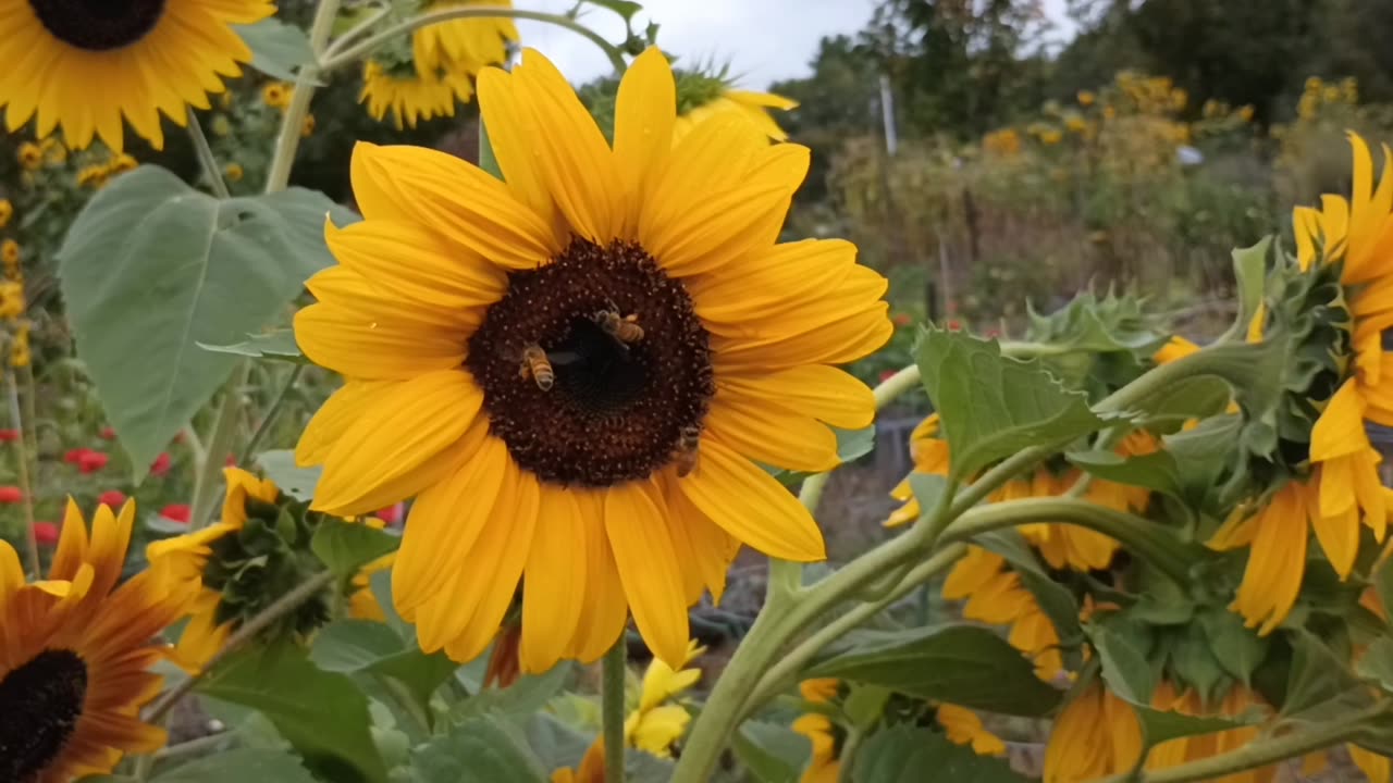 Honey Bees
