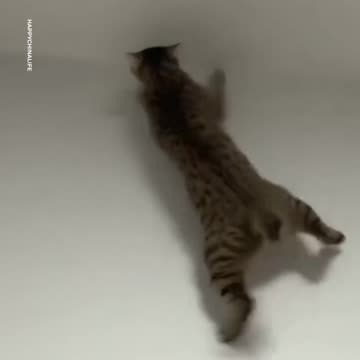 The cat climbs the wall