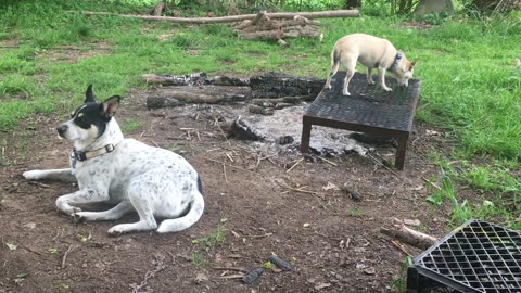 Bloo and Lucy Camping