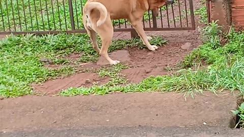 Clever Pup Tugs Gate Open