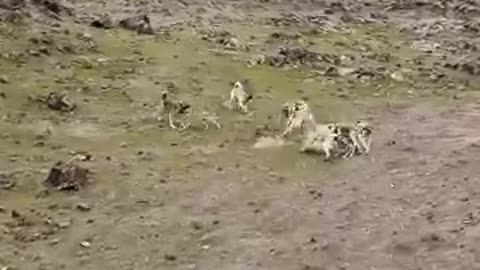 animals