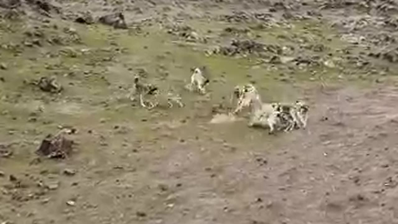 animals