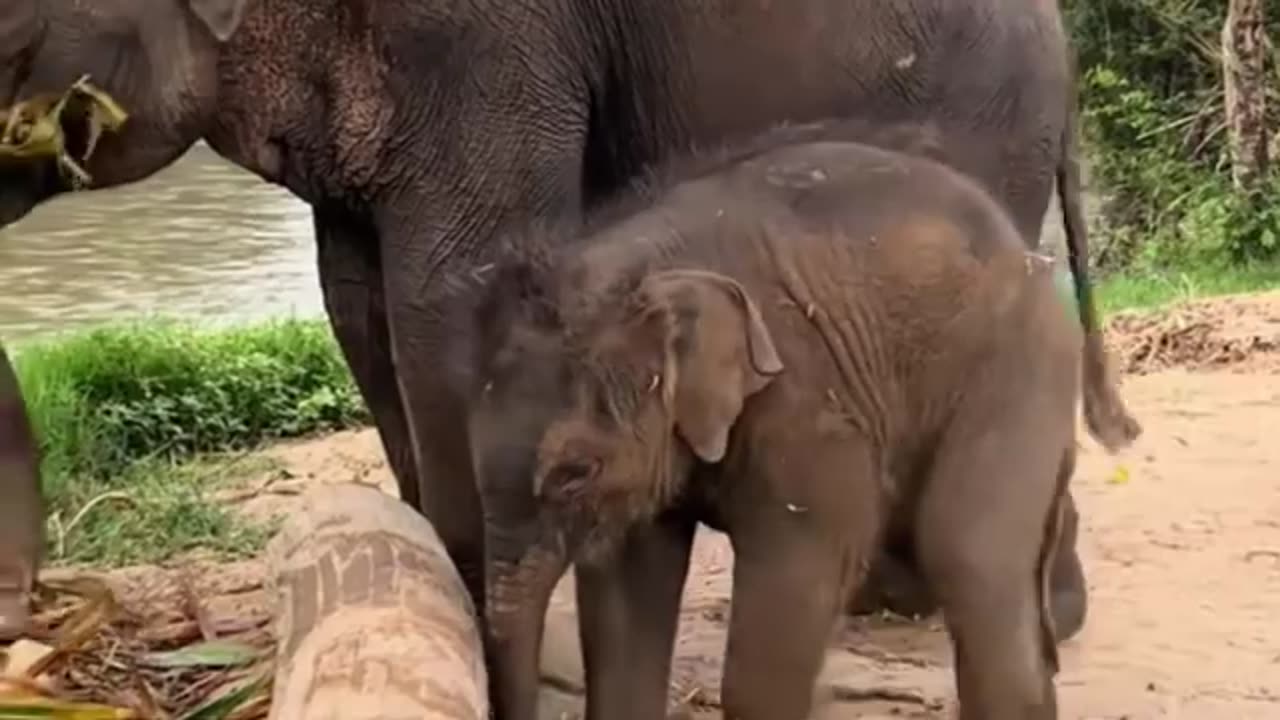 Lazy Baby Elephant