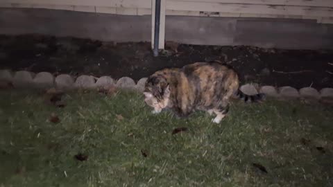 Night Walk & Grass Snack: Adorable Cat Exploring The Outdoors