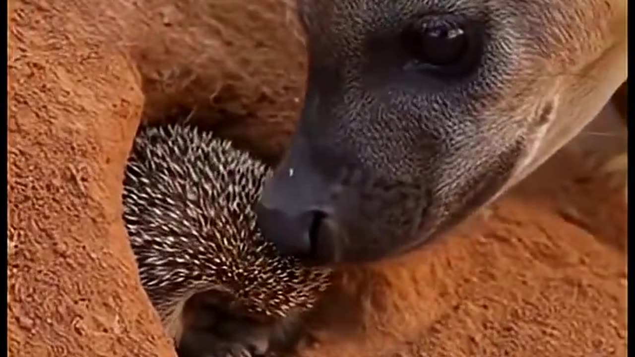 Hyena vs Hedgehog