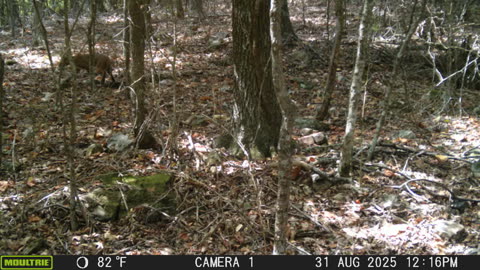 A Bobcat