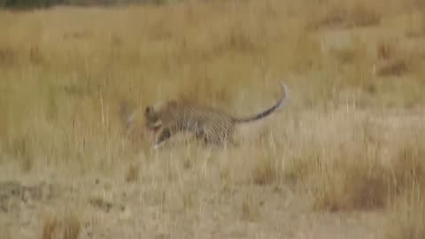 MUST SEE! Leopard Ambushes Gazelle on Safari Tour, Masai Mara. Full hunt not wildlife documentary.