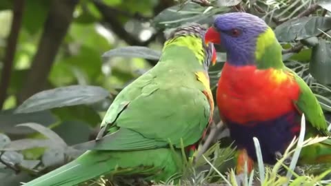 I Spent 24 Hours Listening To Birds