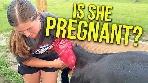 Artificially inseminating our dairy cow - did it work?