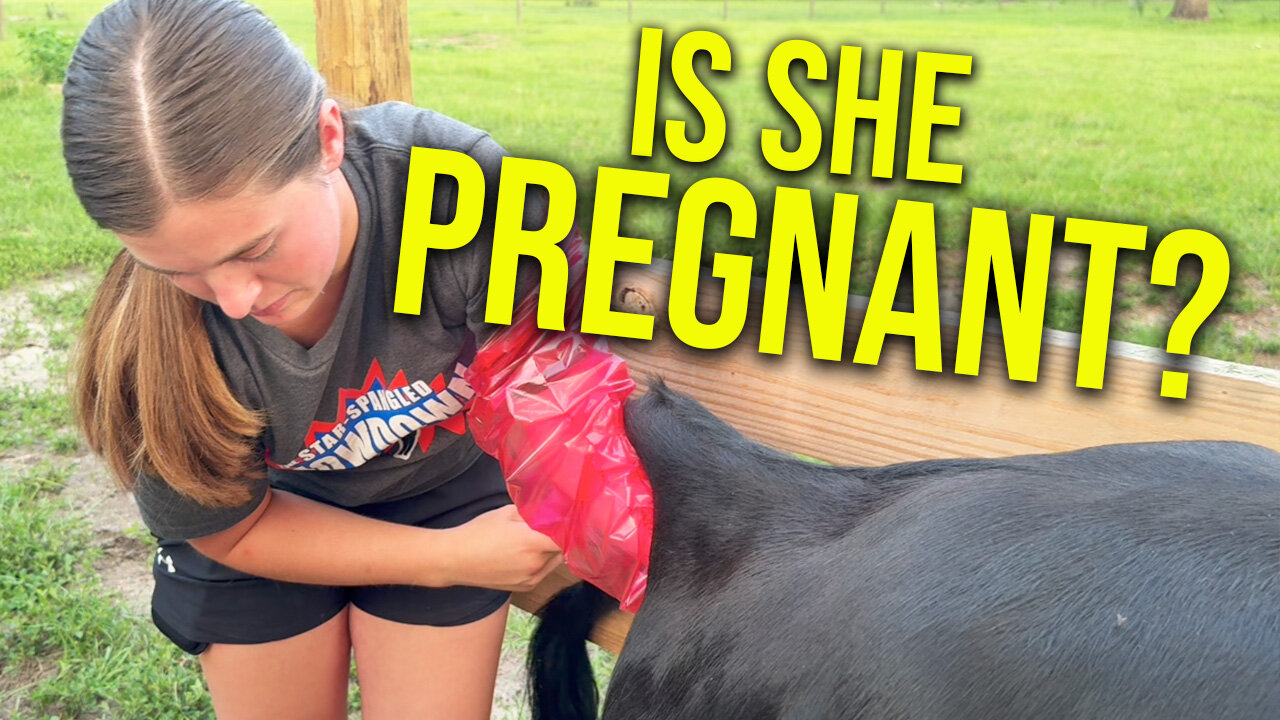 Artificially inseminating our dairy cow - did it work?