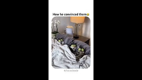 how my boy friend convinced my cat's to do naughty stuff 😂😂