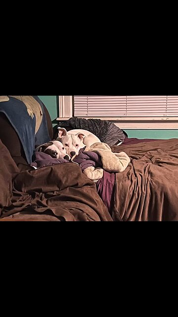 Mocha and Potato, My Little pork chops ❤️❤️❤️