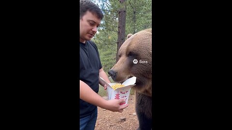 Feeding a grizzly bear Chinese food