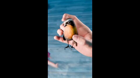 bird doll