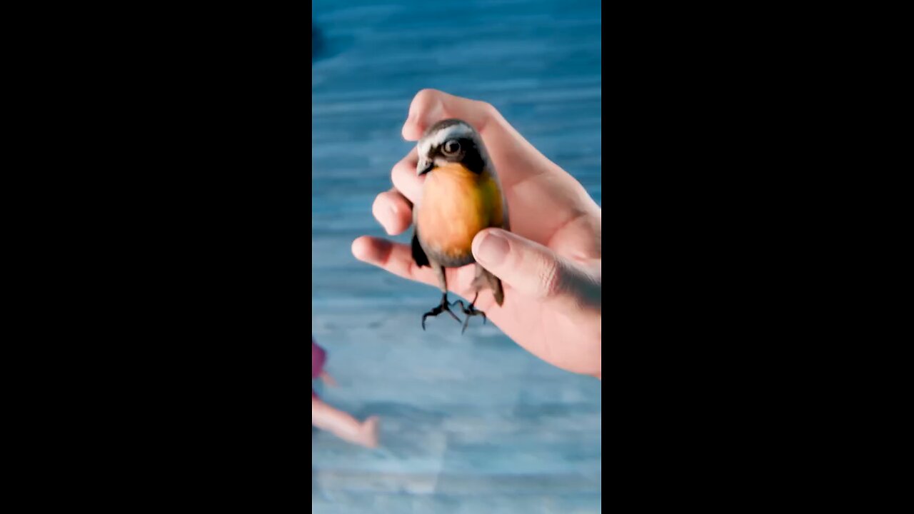 bird doll