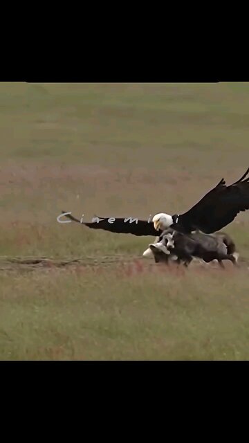 live indiana wildlife sanctuary hungry eagle hunting a fox