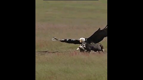 live indiana wildlife sanctuary hungry eagle hunting a fox