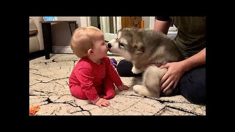 Adorable Puppy Meets Baby And Its Love At First Sight! The Best Years Of Their Lives (Cutest Ever!!)