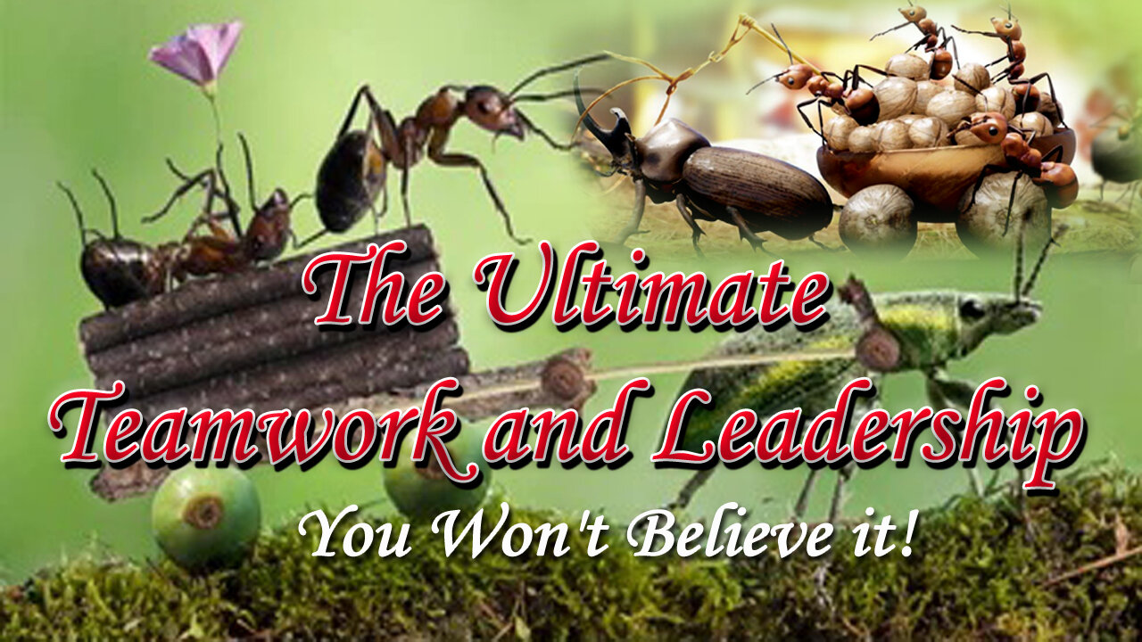 The Ultimate Test of Teamwork and Leadership You Won't Believe!