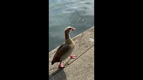 Two Egyptian Goose 🪿 #egyptiangoose #goose #swimming #viral #trending #subscribe #shorts