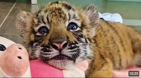 CUTEST Baby Tiger Videos That You Have To See 🐯😊 Adorable Baby Animals