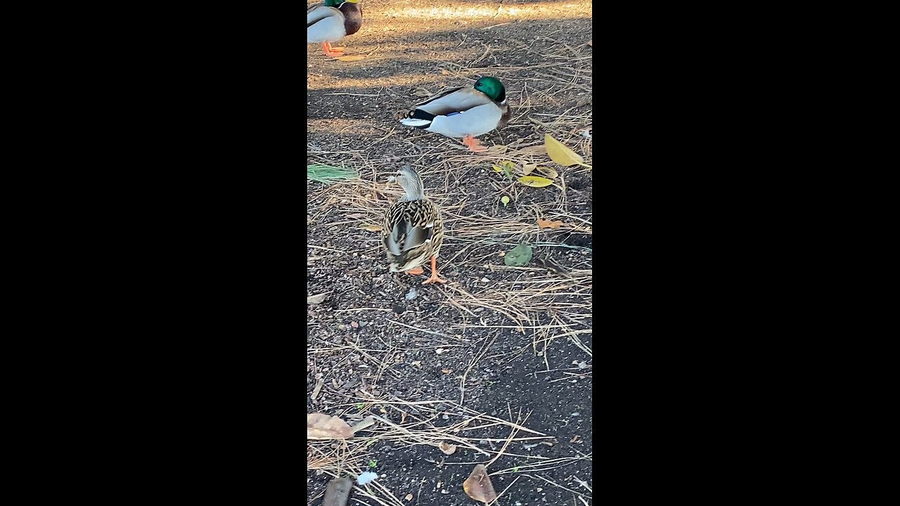Mallard Ducks 🦆 #mallardducks #ducks #duck #followme #shorts #trending #viral