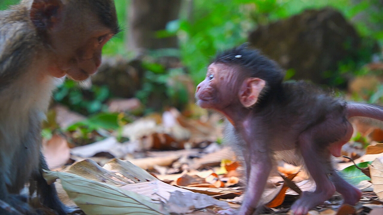 Baby Monkey BABETTE Collapse When Mom's Tail Touch So Hard