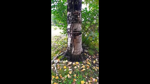 Silver Birch Tree