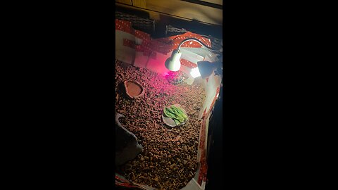 tortoise near UVB light