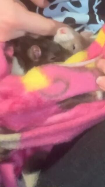 Wednesday and Enid Baby Fancy Rats