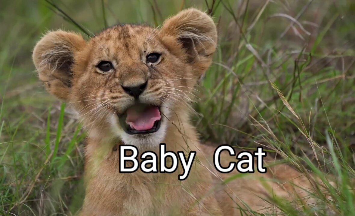 AMAZING WORLD OF CUTE BABY ANIMALS