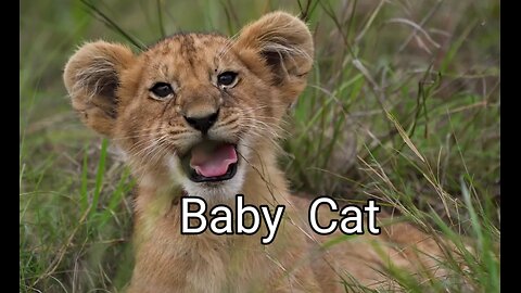AMAZING WORLD OF CUTE BABY ANIMALS