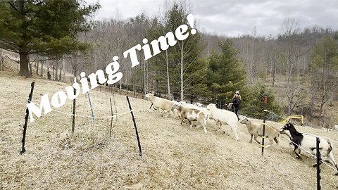 Moving Sheep to Fresh Pasture: Regenerative Grazing in Action!