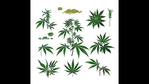 The Psyche of Those Who Use Marijuana (Cannabis) - Carl Jung