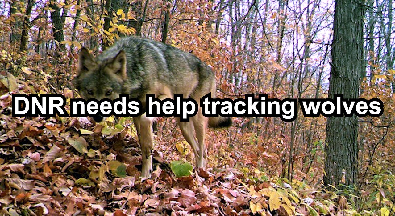 DNR needs help tracking wolves