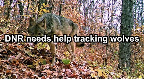 DNR needs help tracking wolves