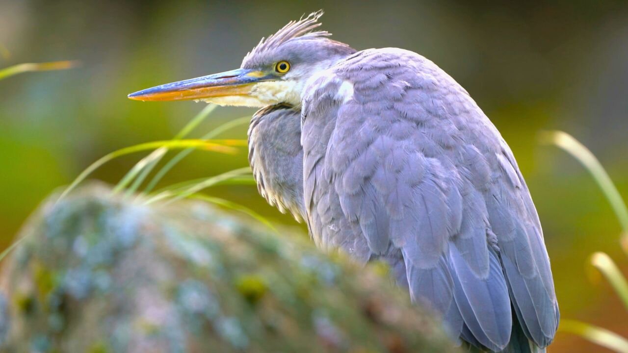 Juvenile Grey Heron Hiding Behind a Rock and a Tree