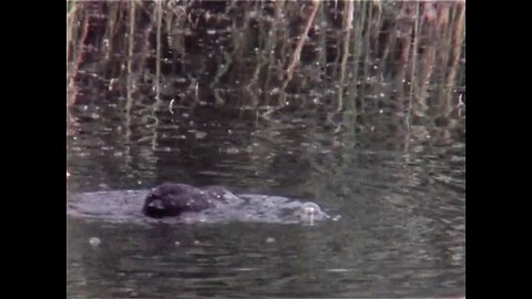 Birds Of The Lake 1980