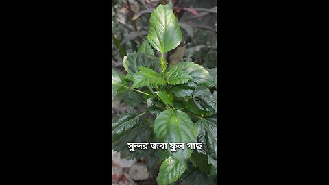 সুন্দর জবা ফুল গাছ #viral #shorts