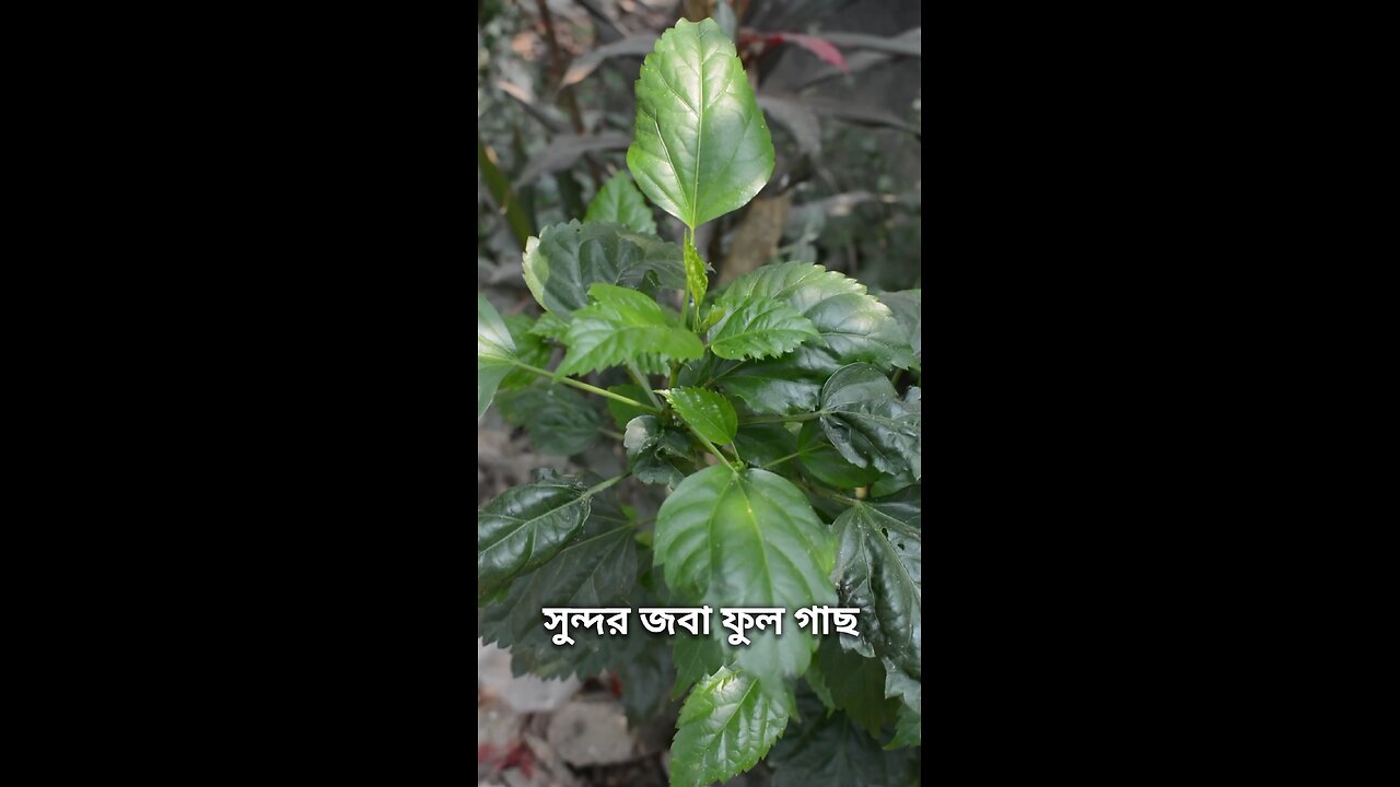 সুন্দর জবা ফুল গাছ #viral #shorts