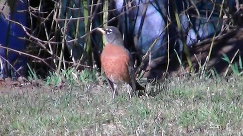 IECV NV #757 - 👀Two American Robins 🐤3-5-2019