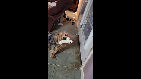 Batman plays "Find a Squeaker" #funnydogs #yorkies