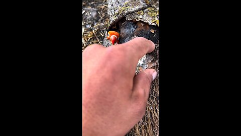 Cute 🥰 Finch 🥰