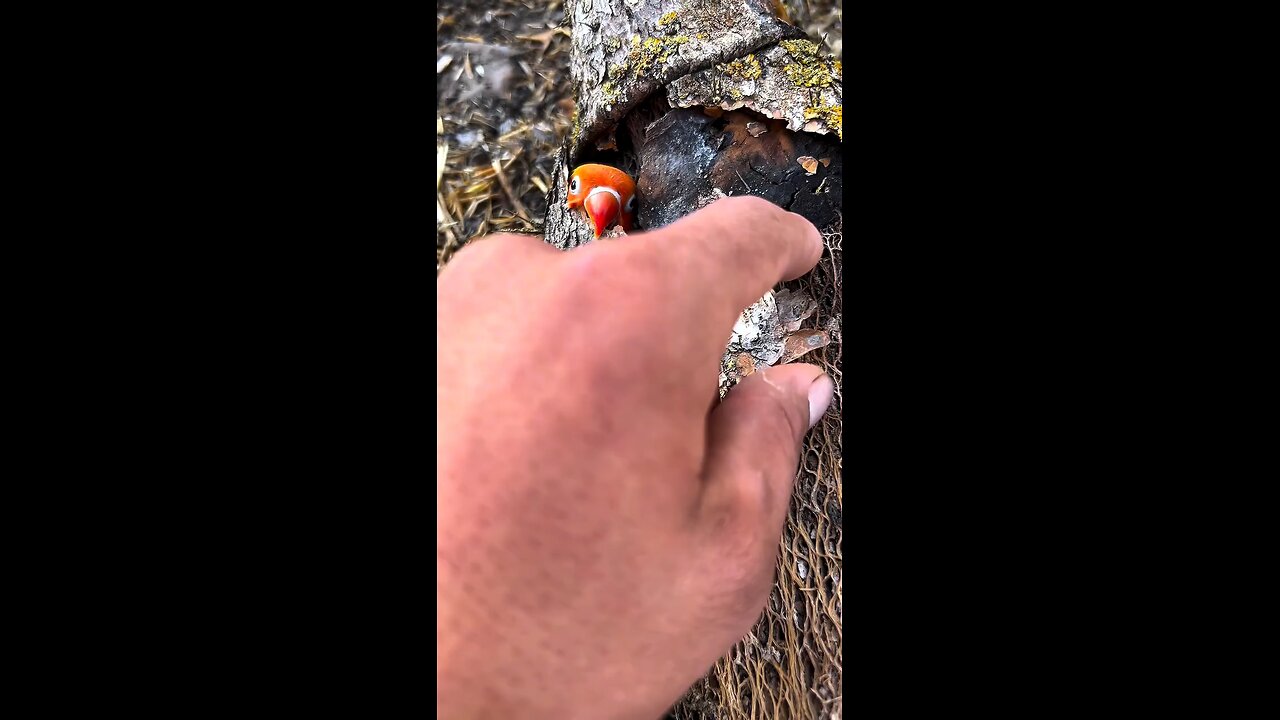 Cute 🥰 Finch 🥰