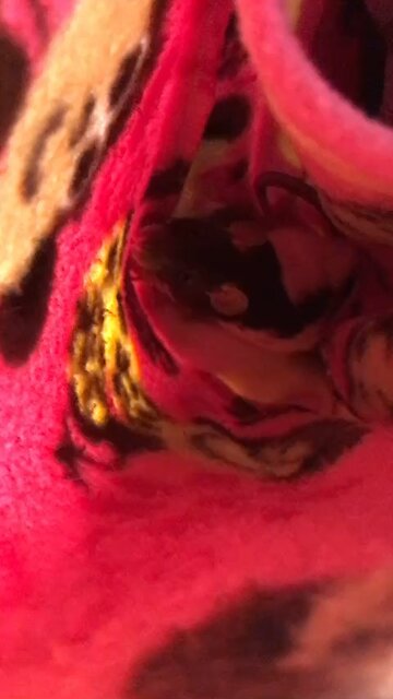 Baby Fancy Rats Wednesday and Enid In Bonding Pouch And Held