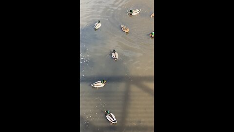 Mallard Ducks 🦆 #mallardducks #duck #ducks #swimming #followme #shorts #viral #trending