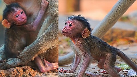 Pitiful Moment Of Newborn Baby MEEKO When Mom Put Her A Lone