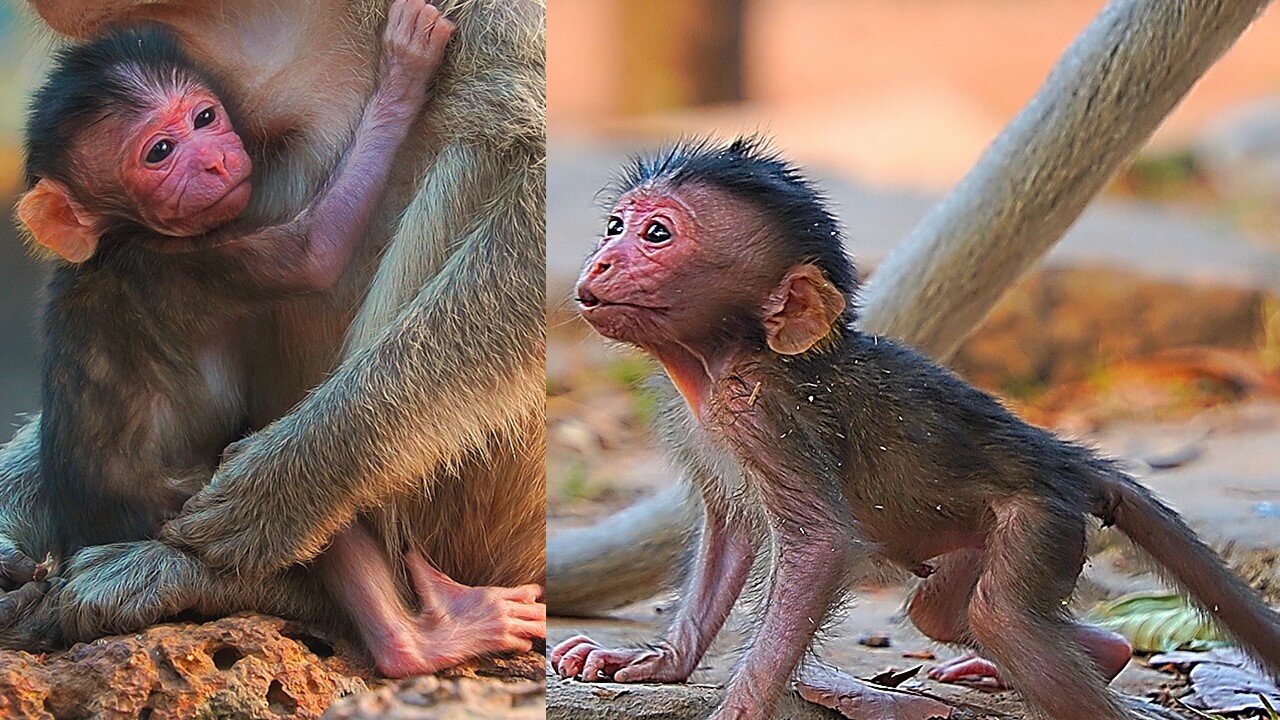 Pitiful Moment Of Newborn Baby MEEKO When Mom Put Her A Lone